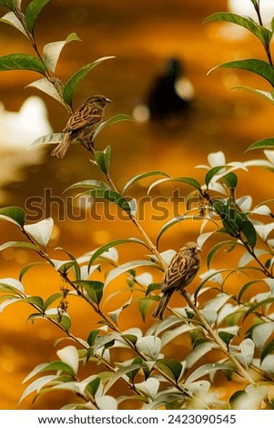 Photo of a couple of house sparrows (Passer domesticus) pose in a plant next to a yellow - orange lake  in the evening.