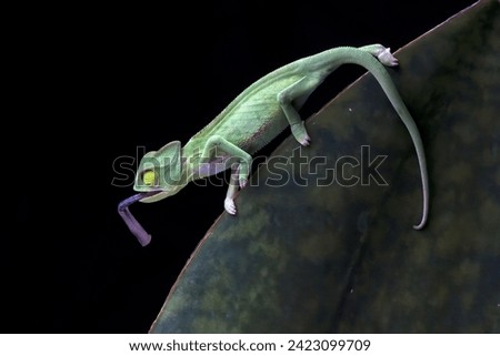 Baby veiled chameleon playing in the leaves