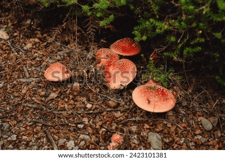 Closeup background of wild natural red color mushrooms growing on ground in brown and green woodlands cottage core vibes in New Zealand Royalty-Free Stock Photo #2423101381