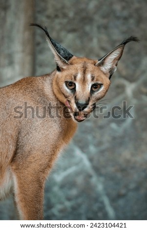 caracal standing in the zoo