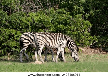 2 zebras grazing grass in Africa, Botswana. The picture taken in Chobe area in forest. 