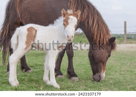 Paint Horse Foal Grazing With Momma Horse Royalty-Free Stock Photo #2423107179