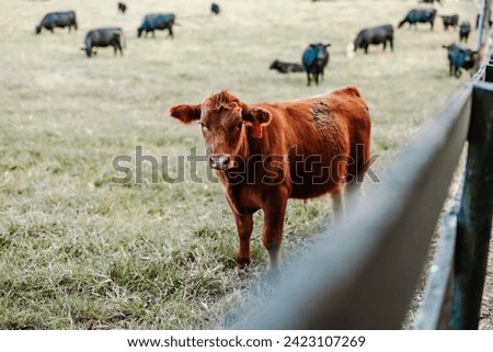 brown tagged cow in a field with black cows in the background