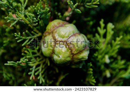 Cupressus sempervirens, the Mediterranean cypress is a species of cypress Royalty-Free Stock Photo #2423107829
