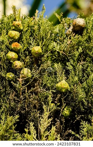 Cupressus sempervirens, the Mediterranean cypress is a species of cypress Royalty-Free Stock Photo #2423107831