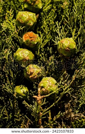 Cupressus sempervirens, the Mediterranean cypress is a species of cypress Royalty-Free Stock Photo #2423107833