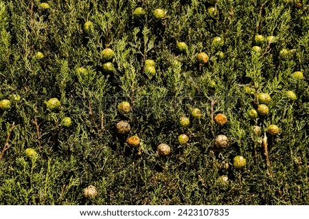 Cupressus sempervirens, the Mediterranean cypress is a species of cypress Royalty-Free Stock Photo #2423107835