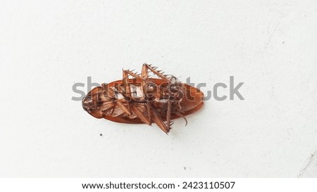 close-up portrait of a dead cockroach with white begron