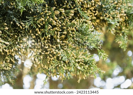 Branch of Tuscan cypress. Male pollen producing strobili of Mediterranean cypress in spring. Cupressus sempervirens in Tuscany, Italy. Italian cypress or pencil pine. Seasonal wallpaper for design. Royalty-Free Stock Photo #2423113445