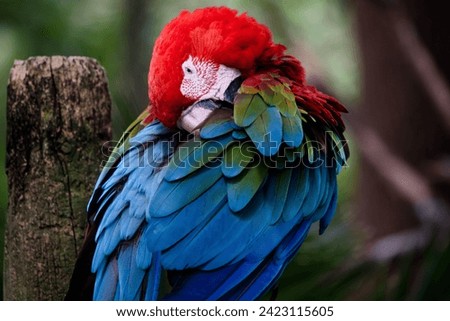 bird with beautifully colored feathers, part of the biodiversity you can find in Colombia
