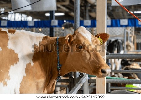 Close-up of dairy cow in stall, looks at camera at the Pennsylvania Farm Show, Harrisburg Royalty-Free Stock Photo #2423117399
