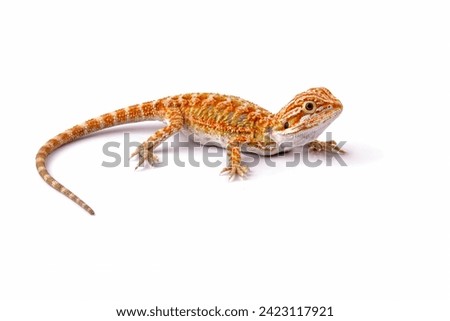 bearded dragon sitting on wood, the whole body of the lizard, animals closeup