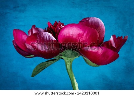 Red peony flower in bloom against vivd blue background. Royalty-Free Stock Photo #2423118001
