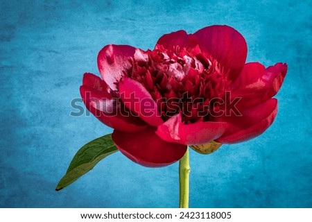 Red peony flower in bloom against vivd blue background. Royalty-Free Stock Photo #2423118005