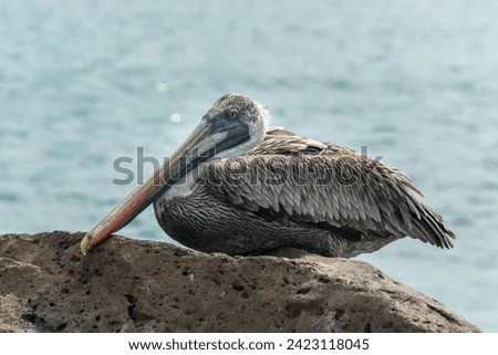 solitary pelican resting on some rocks, on a beach