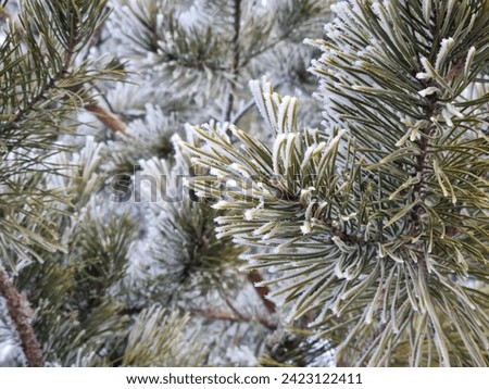 A thin layer of ice crust on pine needles. Nature background. Close-up of snow-covered branches of an evergreen tree