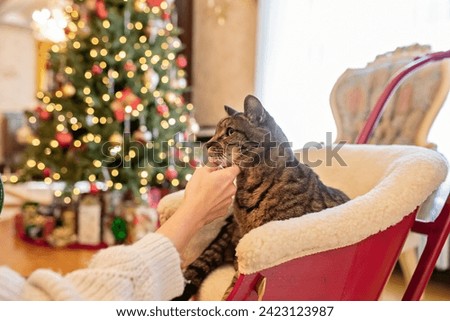 Tiger cat being pet amid a Christmas tree in the background
