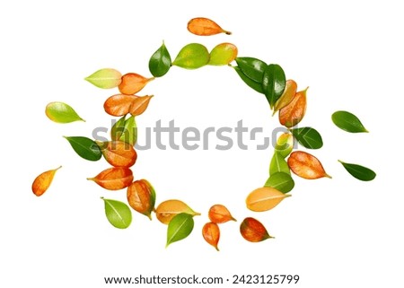 Colorful boxwood leaves in shape circle, isolated on white, top view