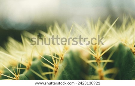 Closeup of green cuctus thorns on blurred yellow in garden with copy space using as background cover page concept.