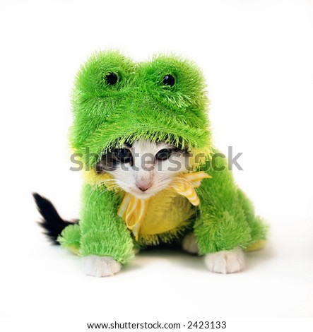 small baby kitten dressed up in Frog Costume looking mad isolated on a white background