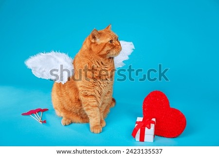 Valentines Day greeting card. Portrait of ginger british cat with angel white wings on blue background.
