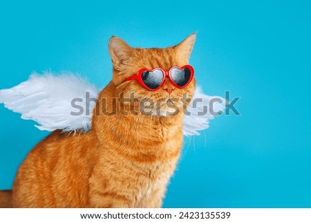 Close-up portrait of ginger british cat with in sunglasses and angel wings looking away on blue background. Valentines Day concept