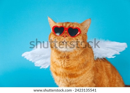 Portrait of red british cat with a funny facial expression wearing blue angel wings on his back looking up. Valentines Day concept