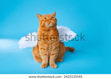 Angel cupid ginger british cat with in angel wings on blue studio background. Valentines Day concept