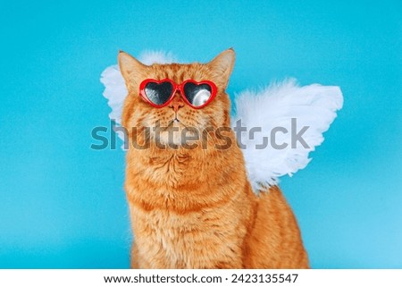 Angel cupid ginger british cat with in sunglasses and angel wings on blue background. Valentines Day concept