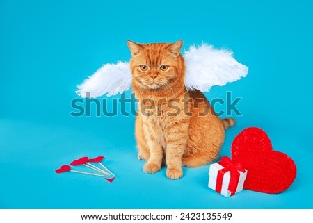 Valentines Day Cupid. Portrait of red british cat with angel white wings on blue background.