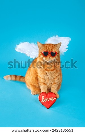 Angel cupid ginger british cat with in sunglasses and angel wings on blue background. Valentines Day greeting cart