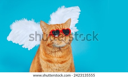 Angel cupid ginger british cat with in sunglasses and angel wings on blue studio background. Valentines Day concept