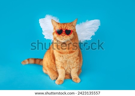 Angel cupid ginger british cat with in sunglasses and angel wings on blue background. Valentines Day concept