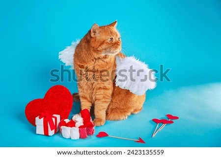 Valentines Day Cupid. Portrait of ginger british cat with angel white wings on blue studio background.