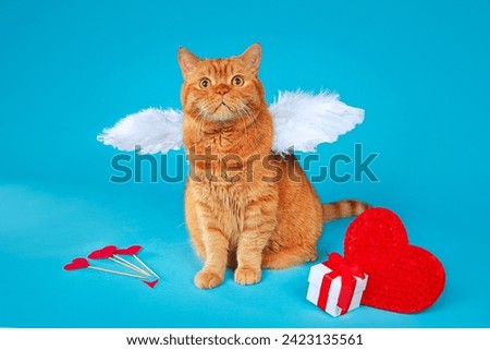 Valentines Day Cupid. Portrait of ginger british cat with angel white wings on blue background.