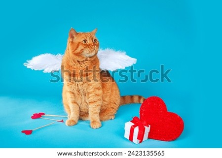 Valentines Day Cupid. Portrait of ginger british cat with angel white wings looking away on blue studio background.