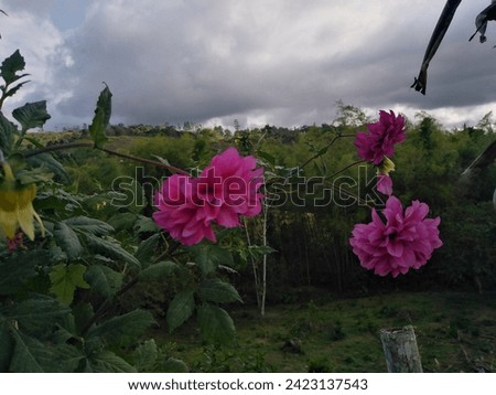 Wildflowers at Sunset: Pink flowers stand out under a cloudy sky. The unspoiled and serene nature offers a visual spectacle of tranquility and beauty Royalty-Free Stock Photo #2423137543