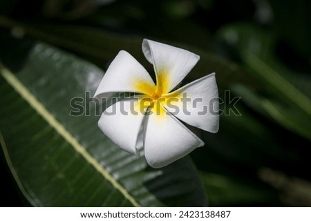 A single Hawaiian white and yellow flower 