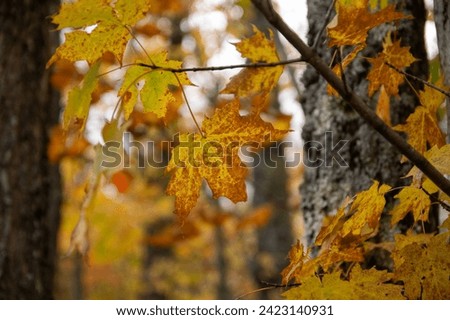 Maple leaves in the woods on a cold dreary afternoon Royalty-Free Stock Photo #2423140931