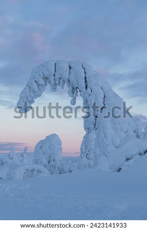 big snow tree , pink sunset in Lapland, Finland