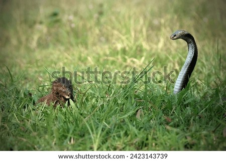 Mongoose and Naja snake on the grass