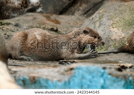 Light brown otter on the rock