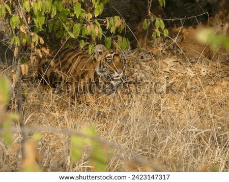 India, Ranthambore National Park - jung tiger in the bushes