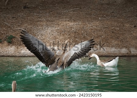 Pair of birds at the lake, wings spread wide, a serene scene of graceful companionship in nature's embrace.