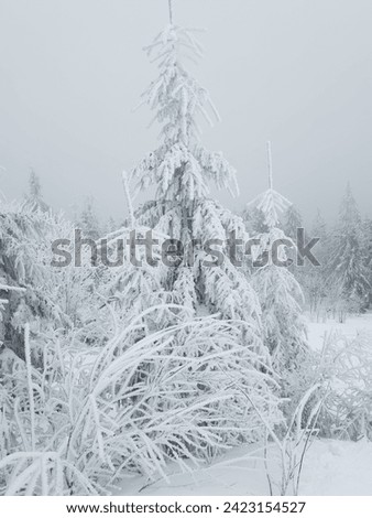 In the Lviv region, Mount Trostyan reveals frozen trees under a frosty cloudy sky. Fog adds an ethereal touch to this winter landscape, where the tranquility of nature meets the charm of icy trees