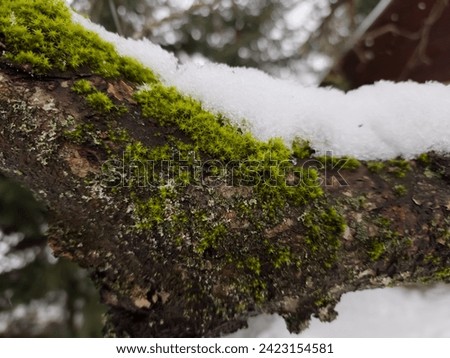 Green moss in the form of small stars sits comfortably on the bark of an apple tree. Close-up with space for text. Blurred background. Real live photo.