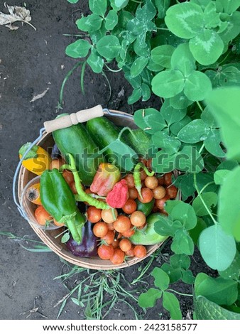 A basket filled with a rainbow of veggies sits in a cool garden spot Royalty-Free Stock Photo #2423158577