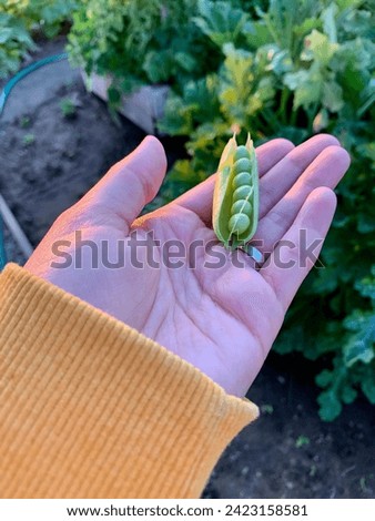 Handpicked pea pod rests on gardener's hand Royalty-Free Stock Photo #2423158581