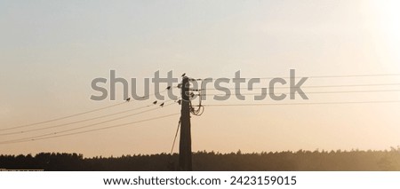 Birds sitting on a power line on a sunset sky background