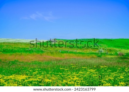 Colorful flower and green field during Spring in Iowa